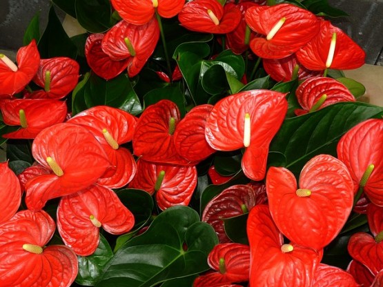 flamingo-flower - anthurium